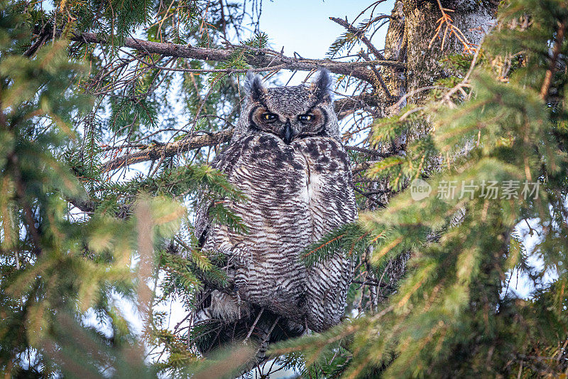 美国大公(Bubo virginianus)，大角猫头鹰，美国buho。